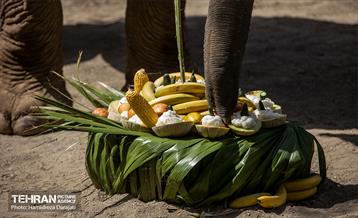 «مایسا» یکساله شد 26