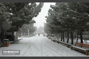 بارش برف زمستانی در منطقه ۲ 5
