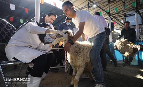 بازدید از مرکز عرضه بهداشتی دام ویژه عید قربان 42