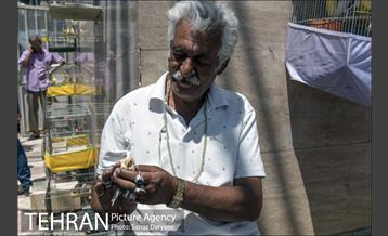 مرکز خرید و فروش پرندگان زینتی غرب تهران (خلیج)  41