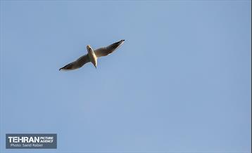 پرندگان مهاجر دریاچه چیتگر 25