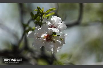 و اینک بهار 5