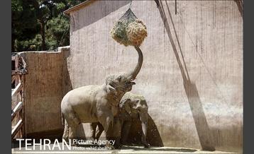 باغ وحش ارم 28