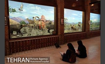 موزه آثار طبیعی و حیات وحش هفت چنار 8