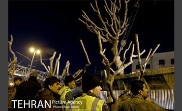 ​جا به جایی درختان گیشا به دلیل ساخت زیرگذر 18