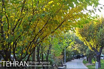 طبیعت پاییزی بلوار کشاورز 21