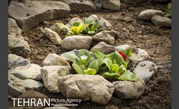 اجرای طرح استقبال از نوروز ۱۴۰۰ در منطقه 17