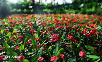 بیستمین نمایشگاه بین‌المللی گل و گیاه 63