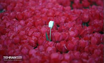 به وقت اردیبهشت؛ باغ ایرانی 34