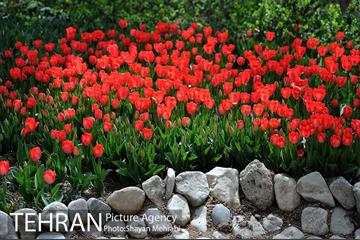 رویش گل های لاله در باغ ایرانی 8