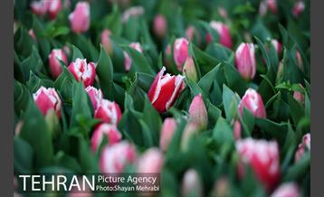 پیاده راه لاله مادران 42