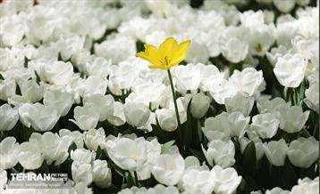باغ ایرانی میزبان لاله‌ها 25