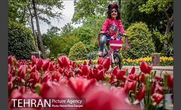 لاله های باغ ایرانی 25