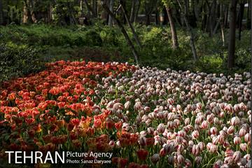 بوستان باغ ایرانی 40