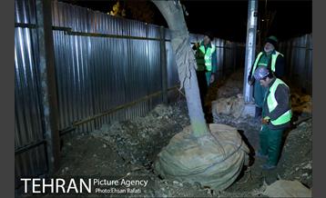 ​جا به جایی درختان گیشا به دلیل ساخت زیرگذر 8