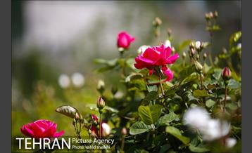 بوستان جوانمردان 15