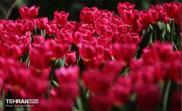باغ ایرانی میزبان لاله‌ها 30