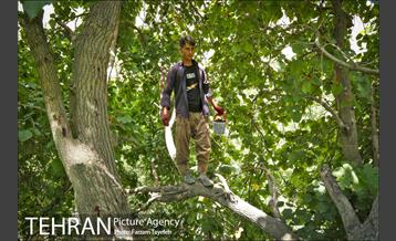 فصل برداشت توت از باغات سولقان 3