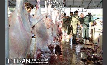 عرضه دام زنده در منطقه 19 شهرداری تهران 8