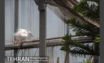 باغ پرندگان تهران 20