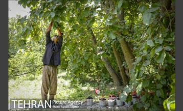 فصل برداشت توت از باغات سولقان 6