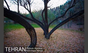 پاییز اراضی عباس آباد 36