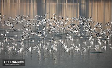 پرندگان مهاجر دریاچه چیتگر 29