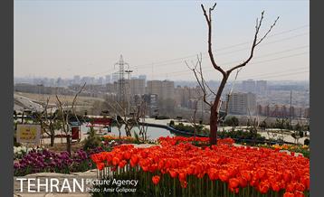 باغ گل لاله های ایرانی در بوستان آبشار تهران‎ 1