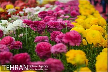 شانزدهمین نمایشگاه گل و گیاه تهران 9