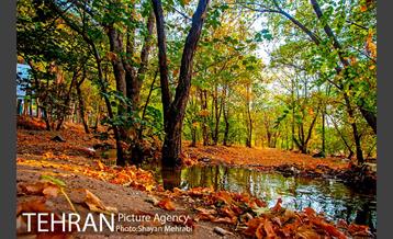 بوستان جنگلی چیتگر 38