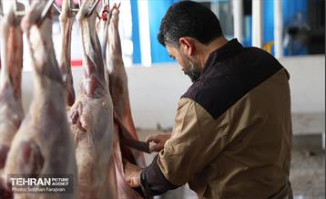 مرکز عرضه دام بهداشتی به مناسبت عید قربان 9