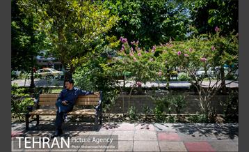 گل های توری 12