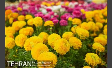 شانزدهمین نمایشگاه گل و گیاه تهران 8