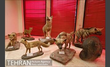 موزه طبیعت و حیات وحش دارآباد 26