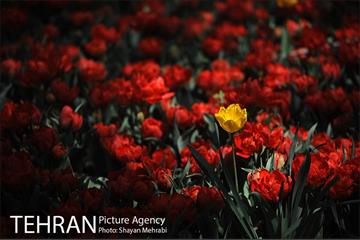 رویش گل های لاله در باغ ایرانی 34