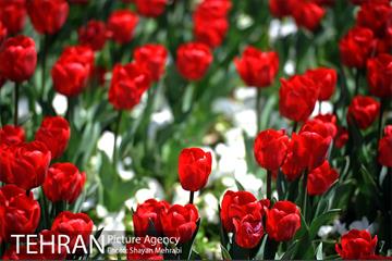 رویش گل های لاله در بوستان گفتگو 23