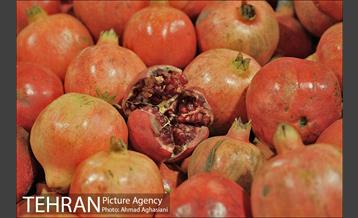 میدان میوه وتره بار شهید غیبی شهرری 19