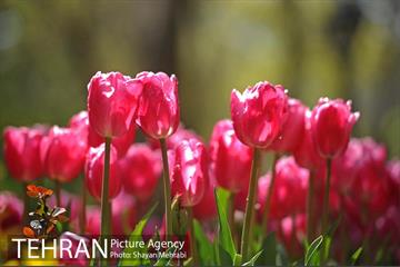 رویش گل های لاله در باغ ایرانی 17