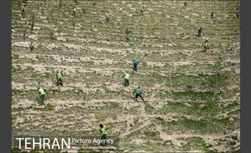 بازدید از پروژه جنگل کاری 1250 هکتاری 30