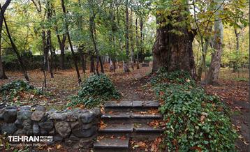 طبیعت پاییزی مجموعه فرهنگی تاریخی سعدآباد  12
