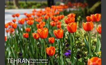رویش لاله ها در پارک شهر 16
