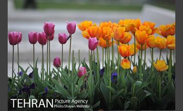 رویش گل های لاله در میدان آزادی 18