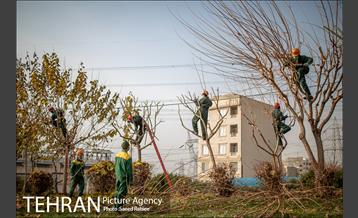 آغاز فصل هرس درختان- 2