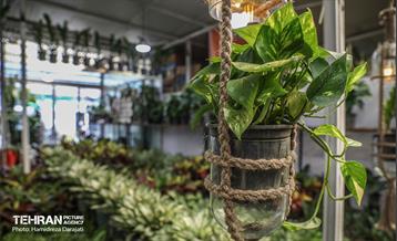 بازار گل محلاتی  24