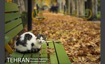 بوستان اندیشه(شهید منفرد نیاکی) 1