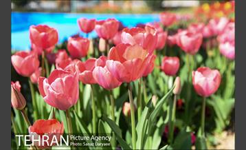رویش لاله ها در پارک شهر 21
