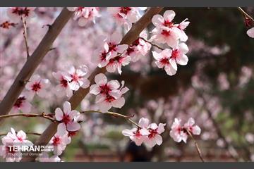 شکوفه‌های بهاری در بوستان سمن‌ها 30
