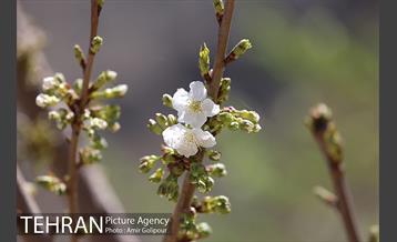 شکوفه های بهاری 8