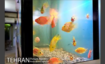 آکواریوم پارک شهر 5
