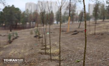 آغاز کاشت ۲۵ هزار اصله نهال غیرمثمر در بوستان چیتگر 19